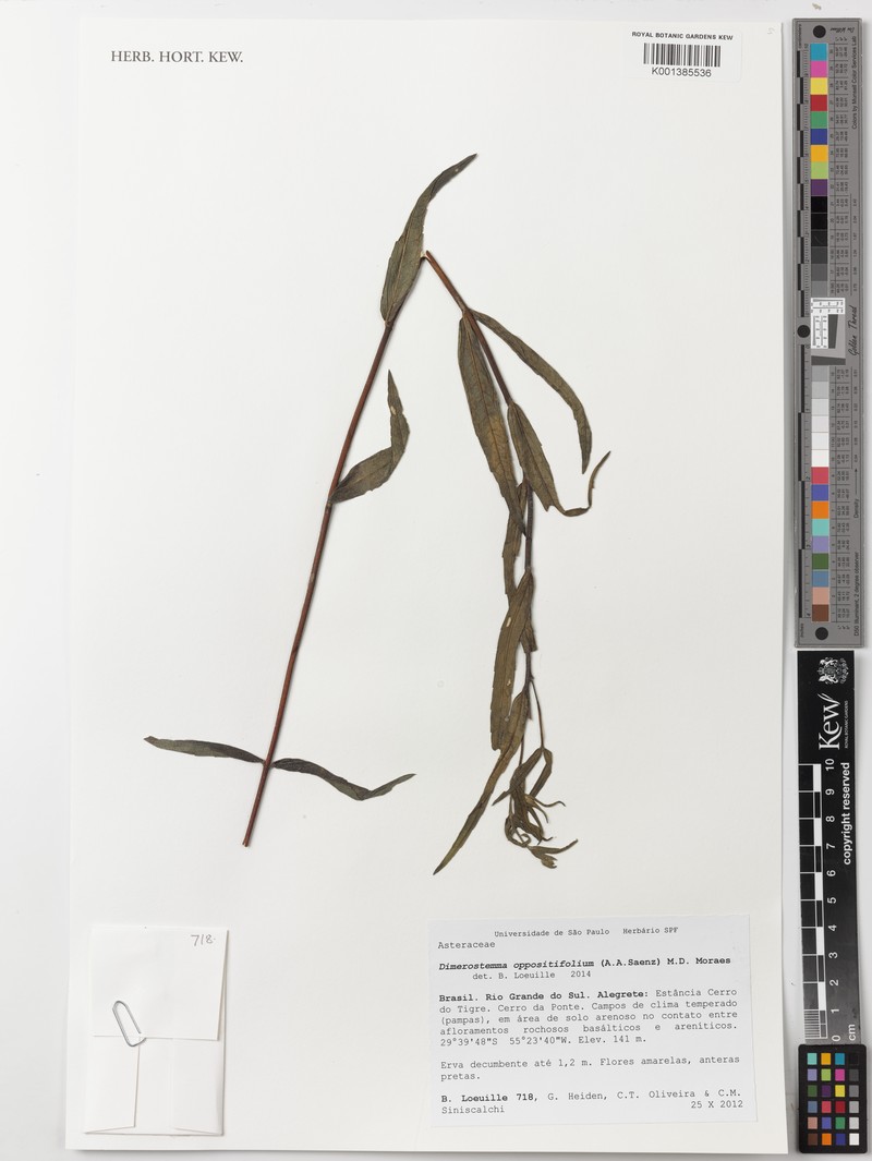 Dimerostemma oppositifolium photo 2