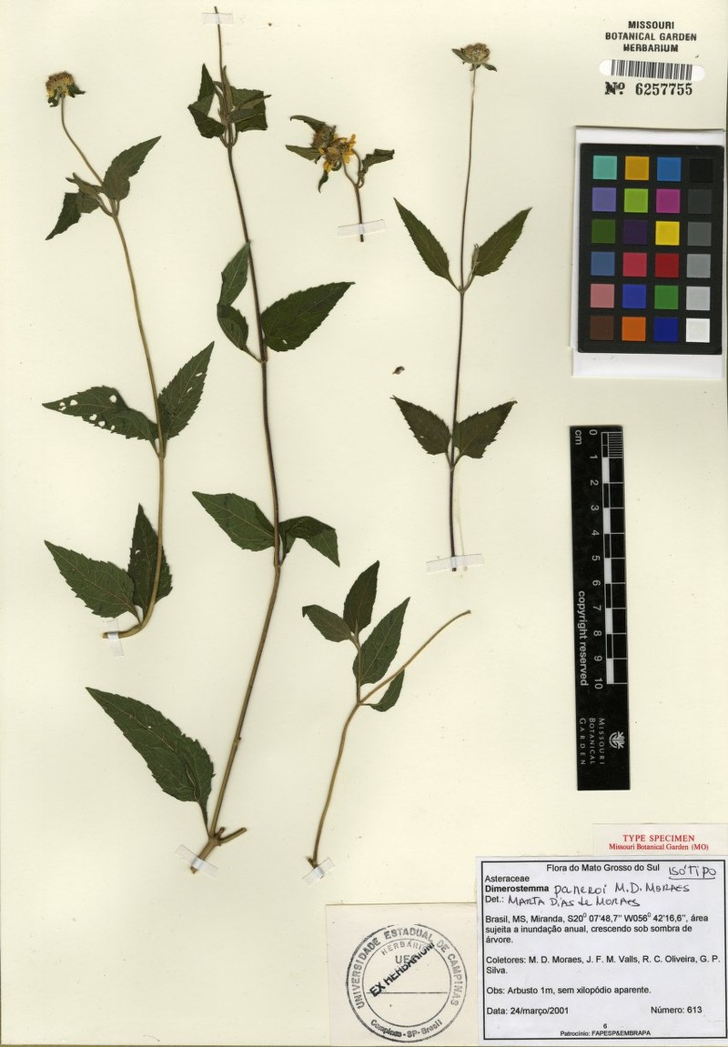 Dimerostemma paneroi