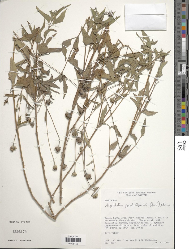 Dimerostemma pseudosilphioides