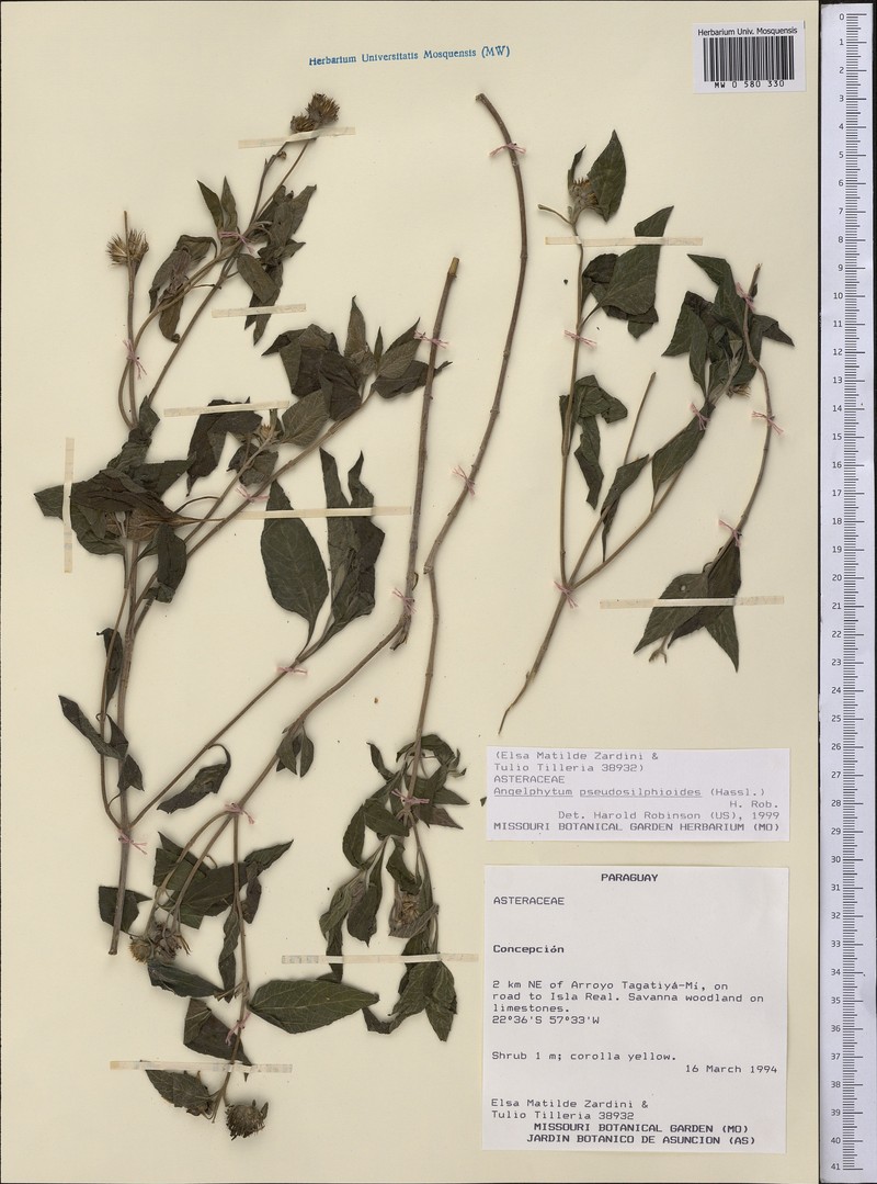 Dimerostemma pseudosilphioides photo 2