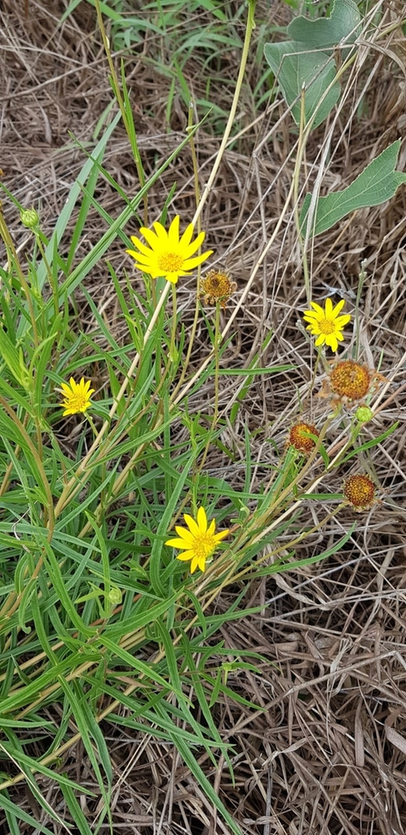 Dimerostemma reitzii