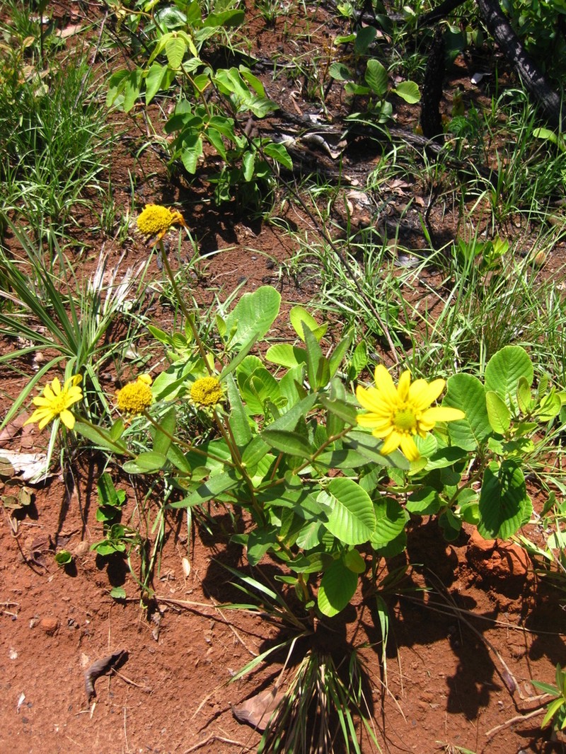 Dimerostemma retifolium
