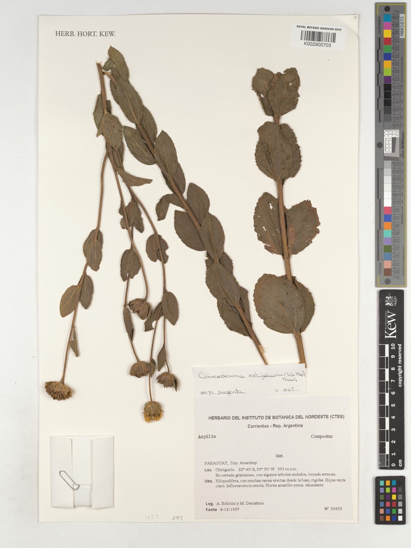 Dimerostemma retifolium photo 2