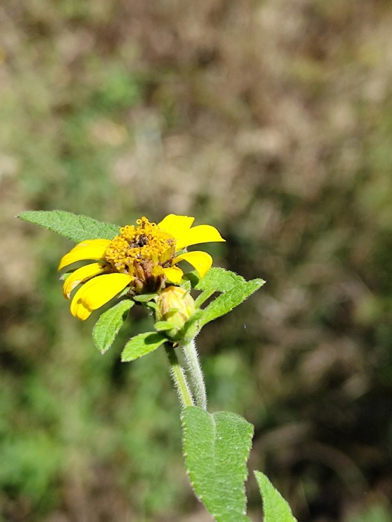 Dimerostemma tenuifolium