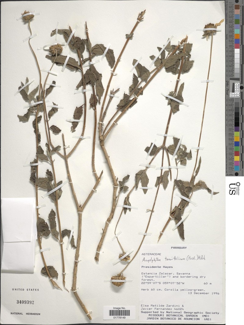 Dimerostemma tenuifolium photo 2