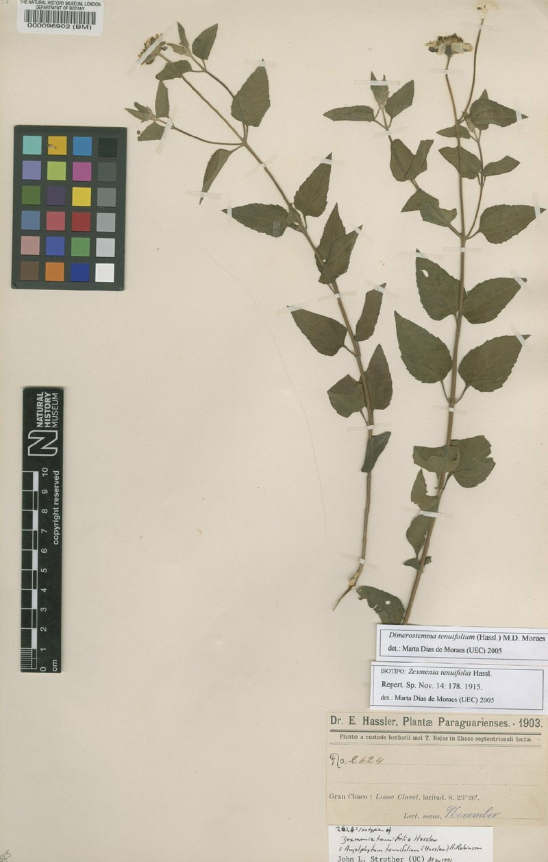 Dimerostemma tenuifolium photo 3