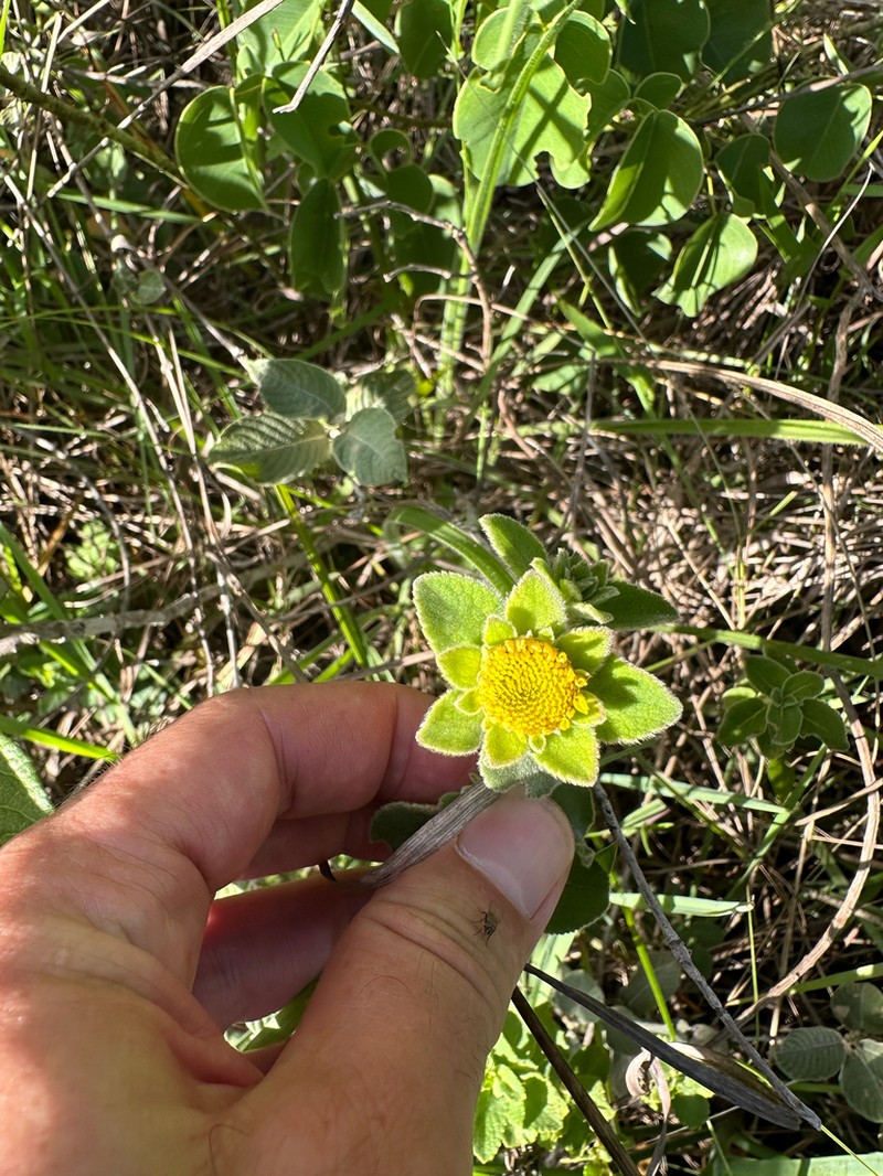 Dimerostemma vestitum photo 3