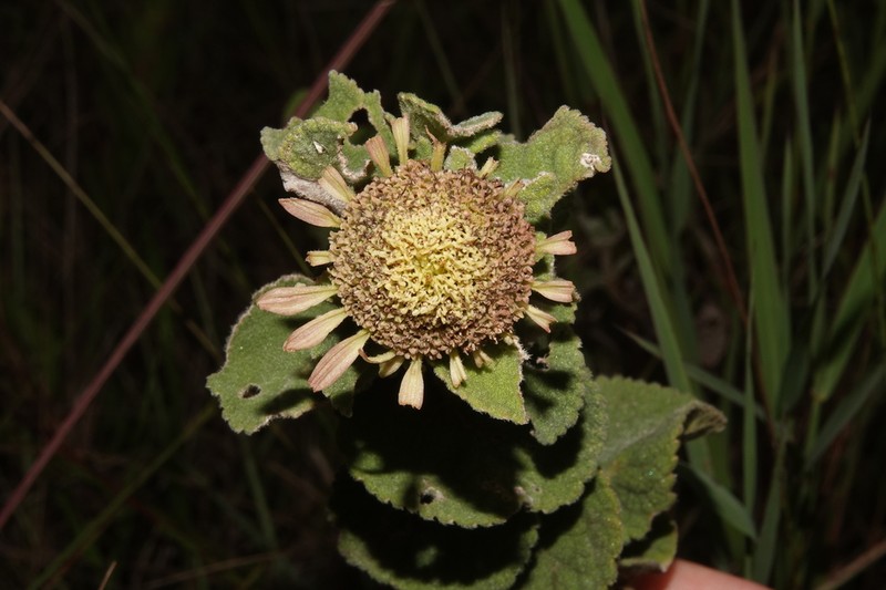 Dimerostemma vestitum photo 4