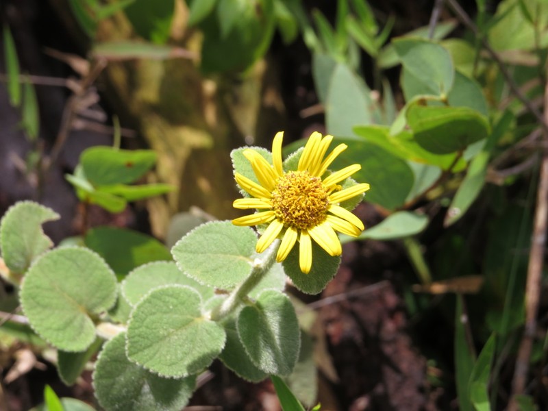 Dimerostemma vestitum photo 6