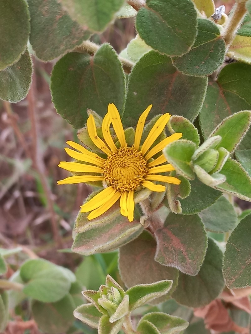 Dimerostemma vestitum photo 7