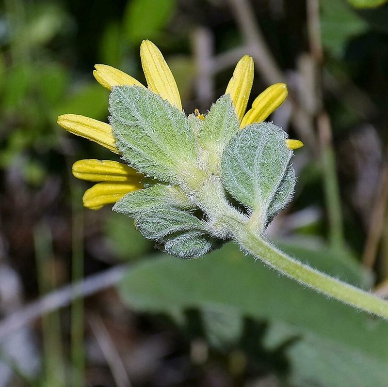 Dimerostemma vestitum photo 8