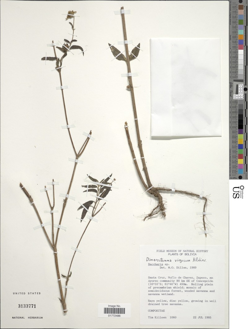Dimerostemma virgosum