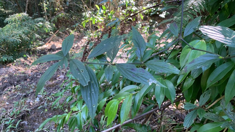 Dimetia hedyotidea photo 4