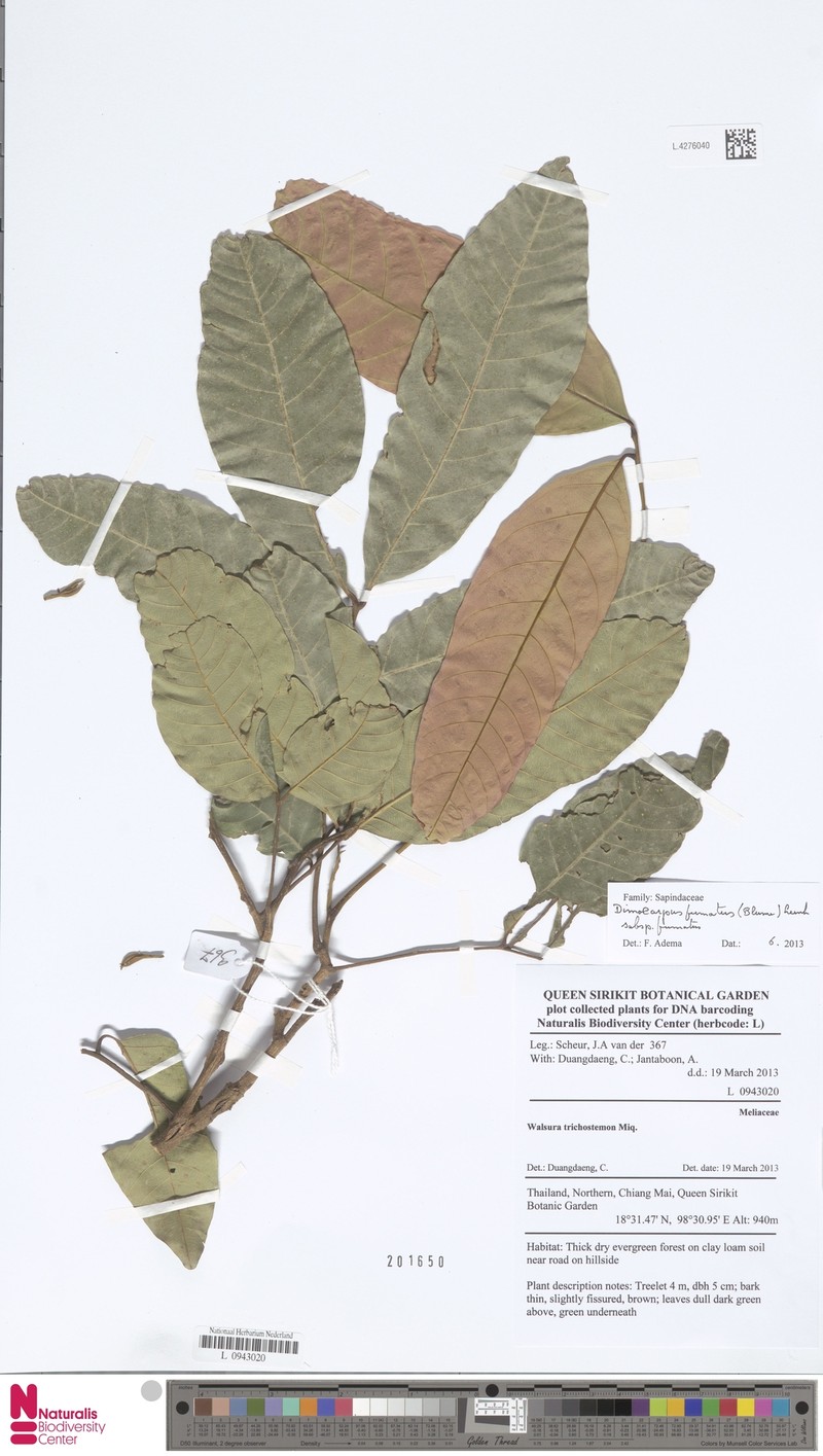 Dimocarpus fumatus subsp. fumatus