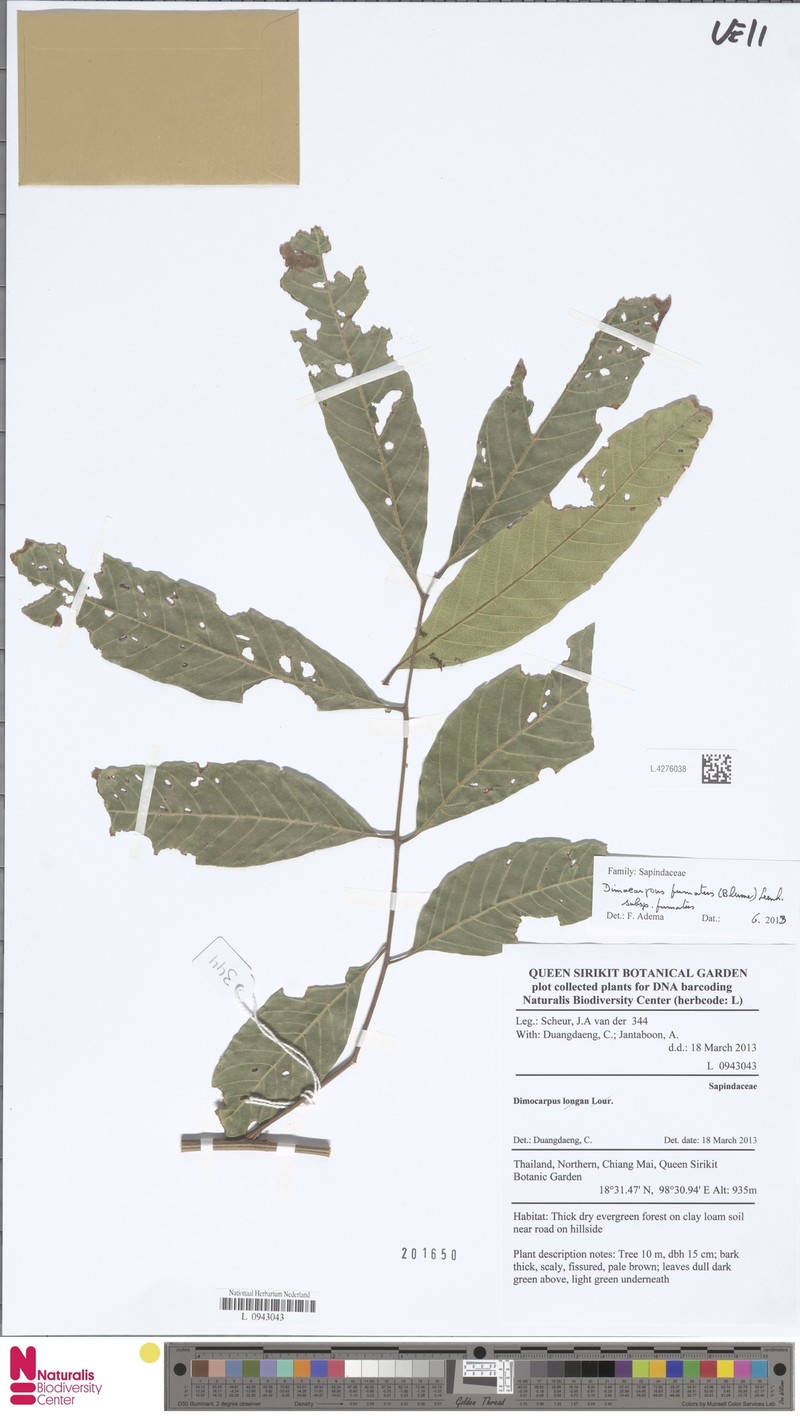 Dimocarpus fumatus subsp. fumatus photo 3