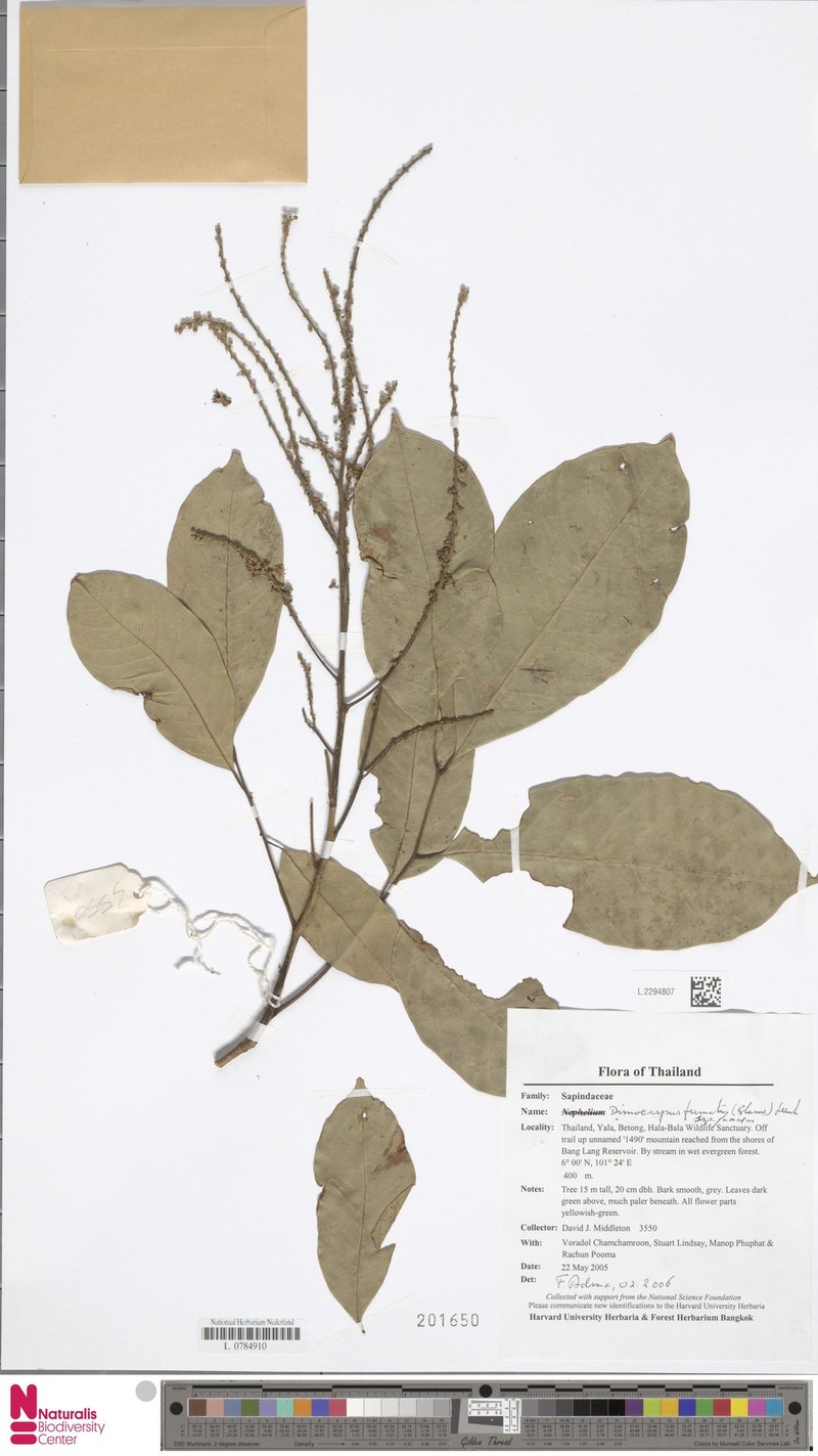Dimocarpus fumatus subsp. fumatus photo 4