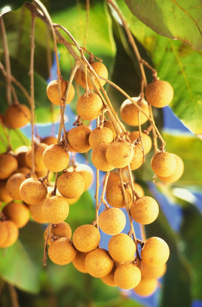 Longan photo 2