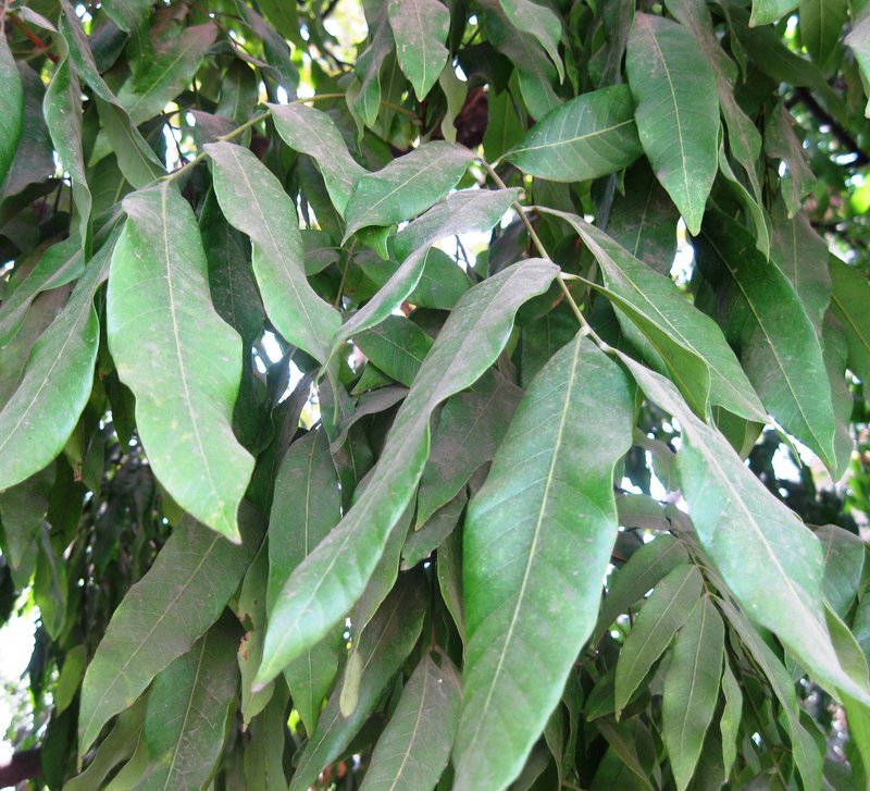 Longan photo 3
