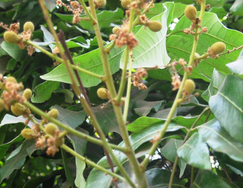 Longan photo 4