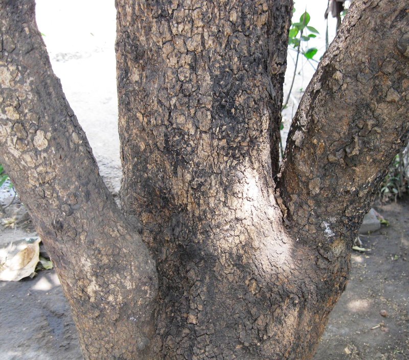 Longan photo 5