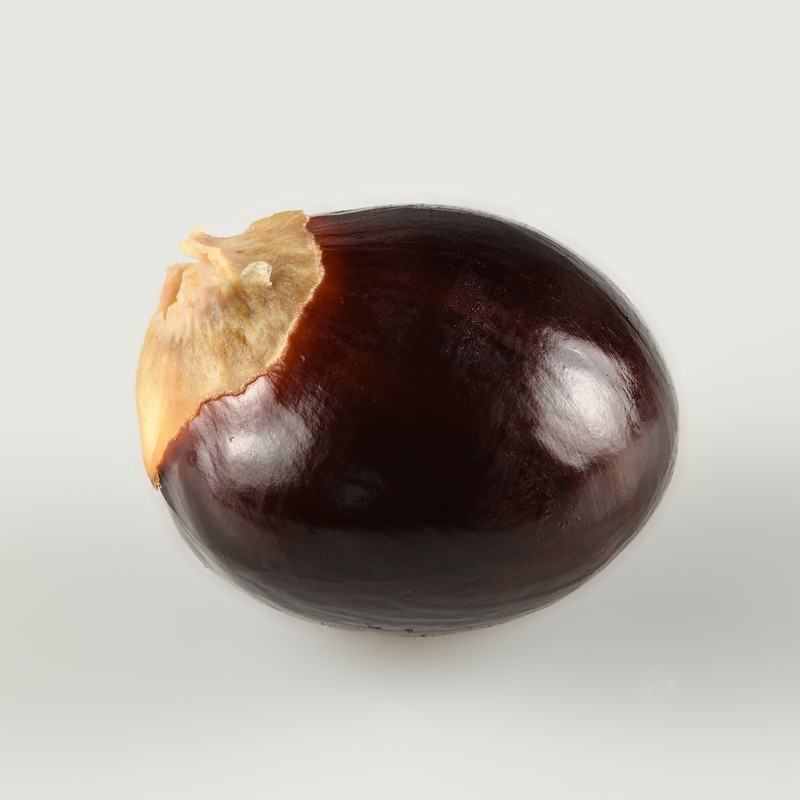 Longan photo 7