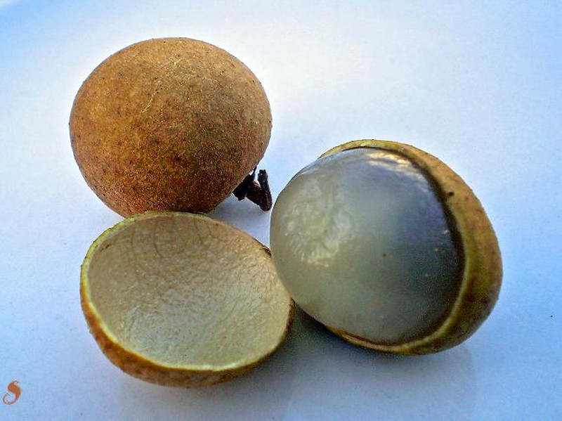 Longan photo 8