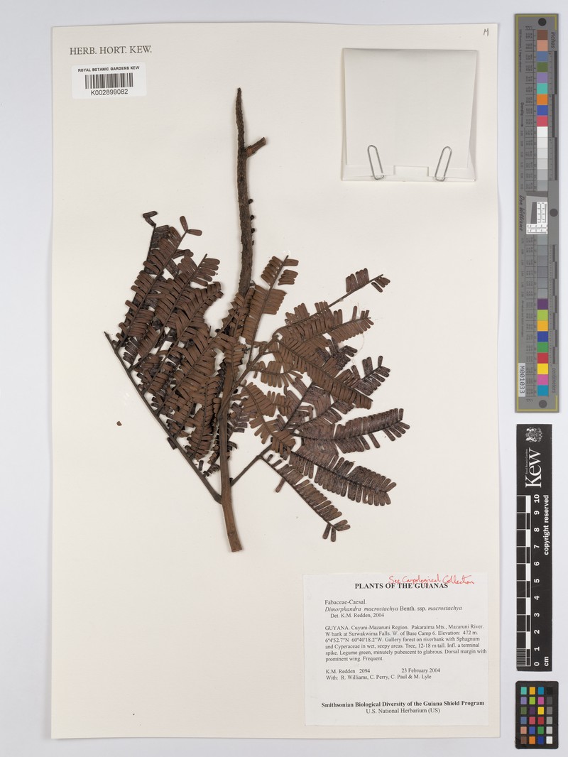 Dimorphandra macrostachya subsp. macrostachya