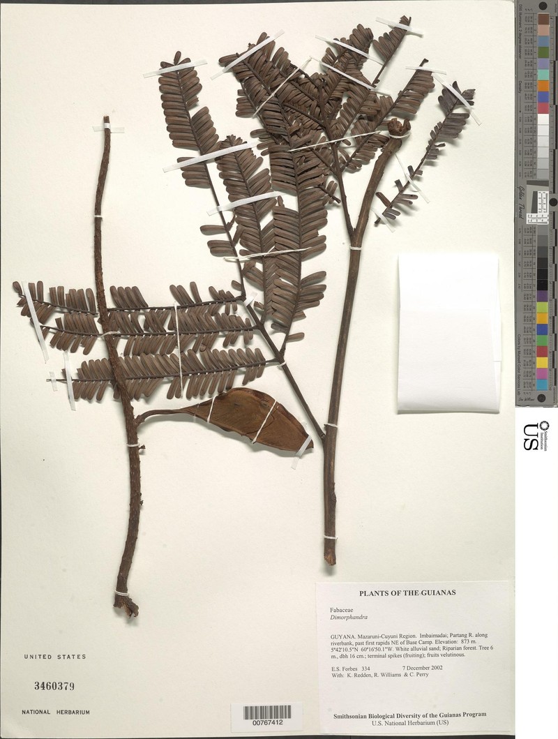 Dimorphandra macrostachya subsp. macrostachya photo 2