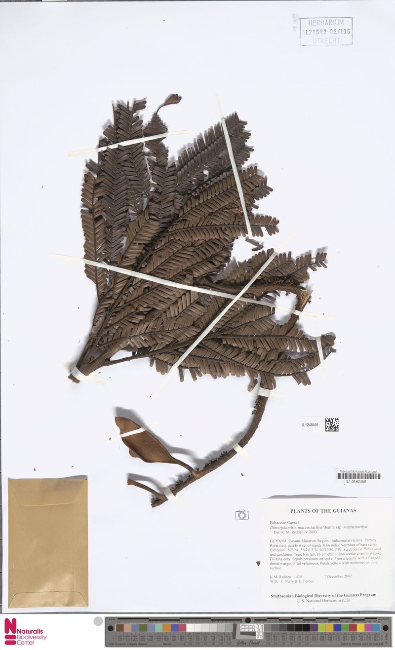 Dimorphandra macrostachya subsp. macrostachya photo 3