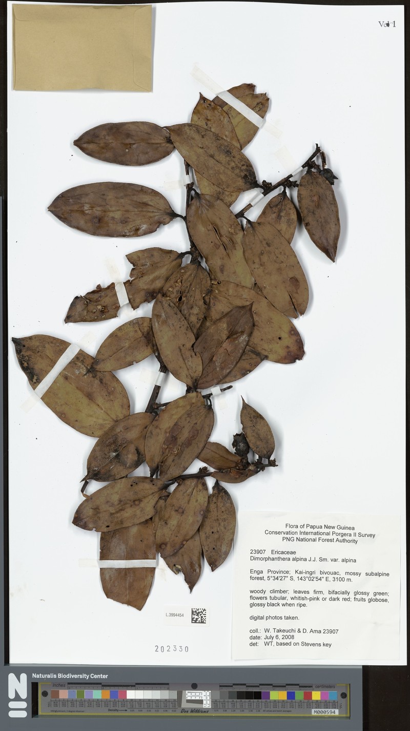 Dimorphanthera alpina var. alpina