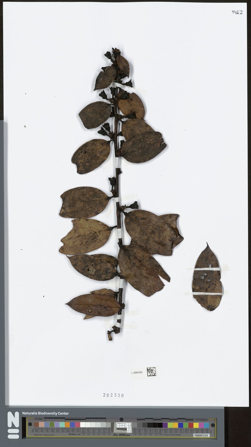 Dimorphanthera alpina var. alpina photo 2