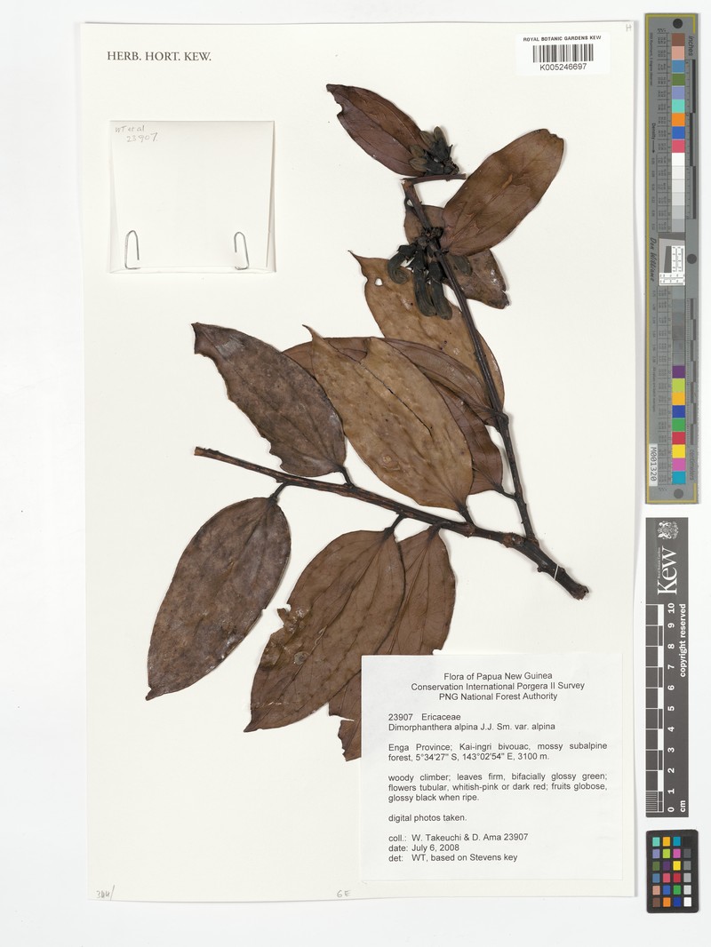 Dimorphanthera alpina var. alpina photo 3