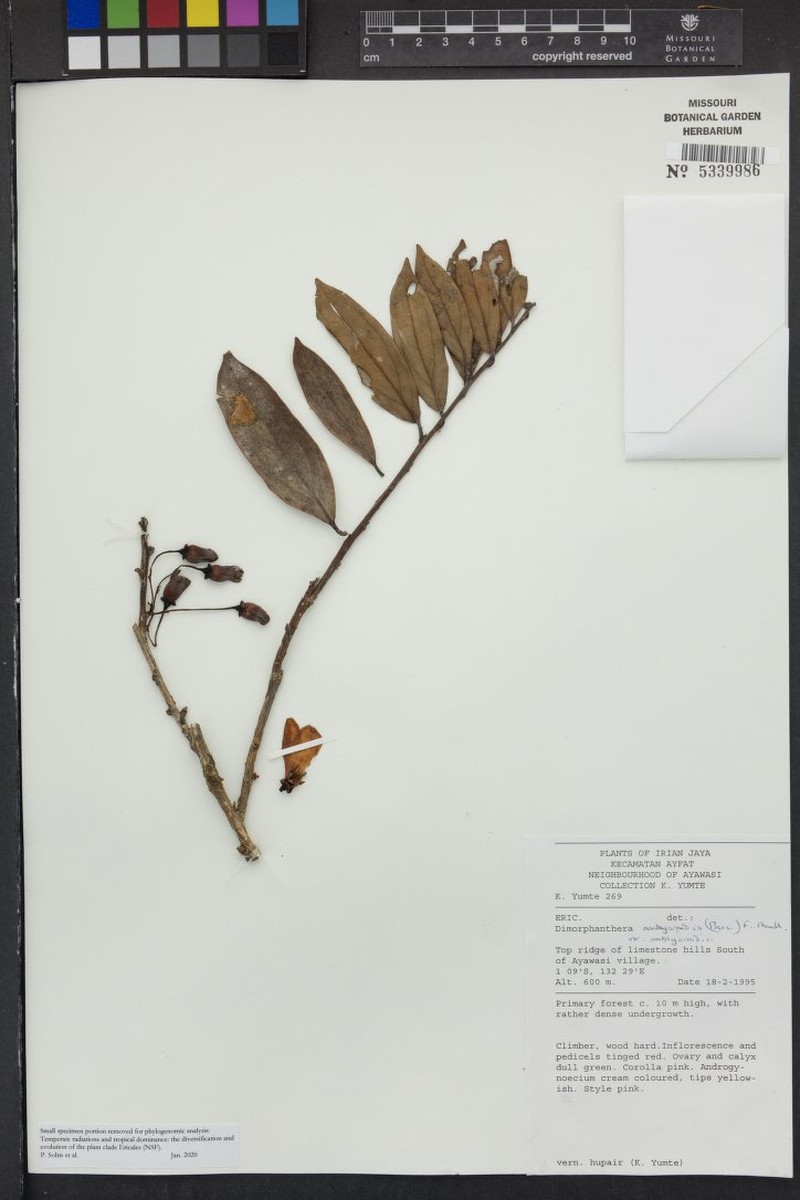 Dimorphanthera amblyornidis var. amblyornidis