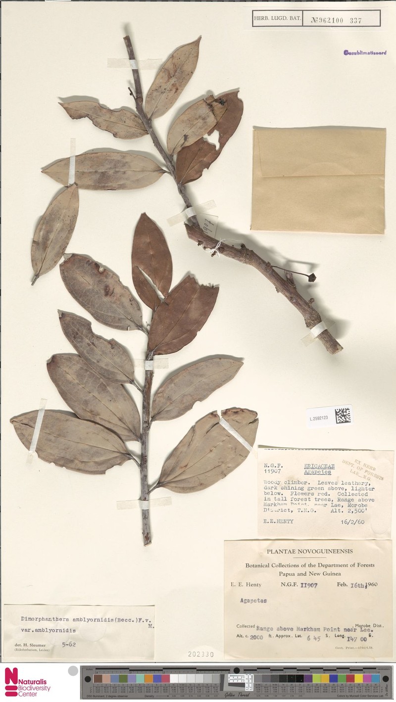 Dimorphanthera amblyornidis var. amblyornidis photo 2