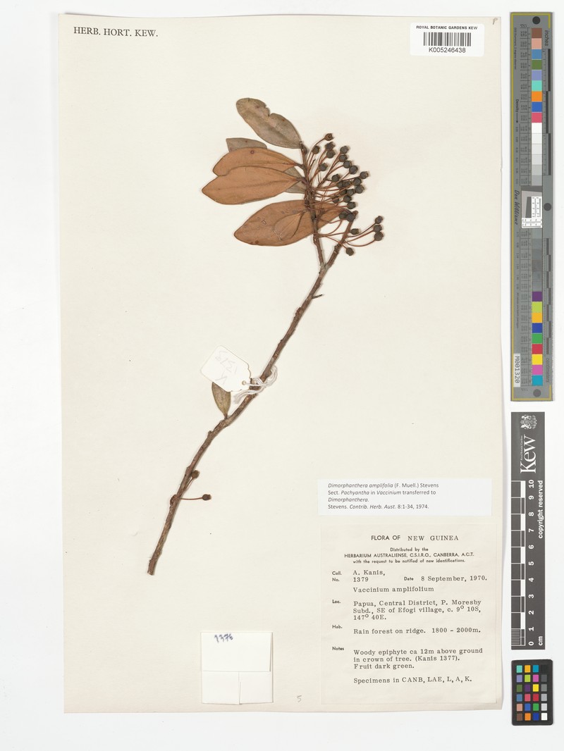 Dimorphanthera amplifolia var. amplifolia