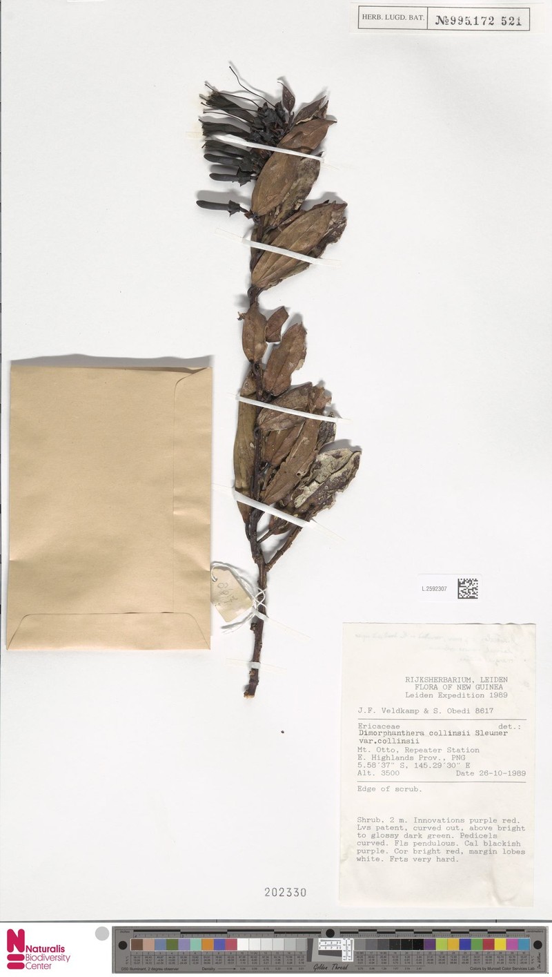 Dimorphanthera collinsii var. collinsii
