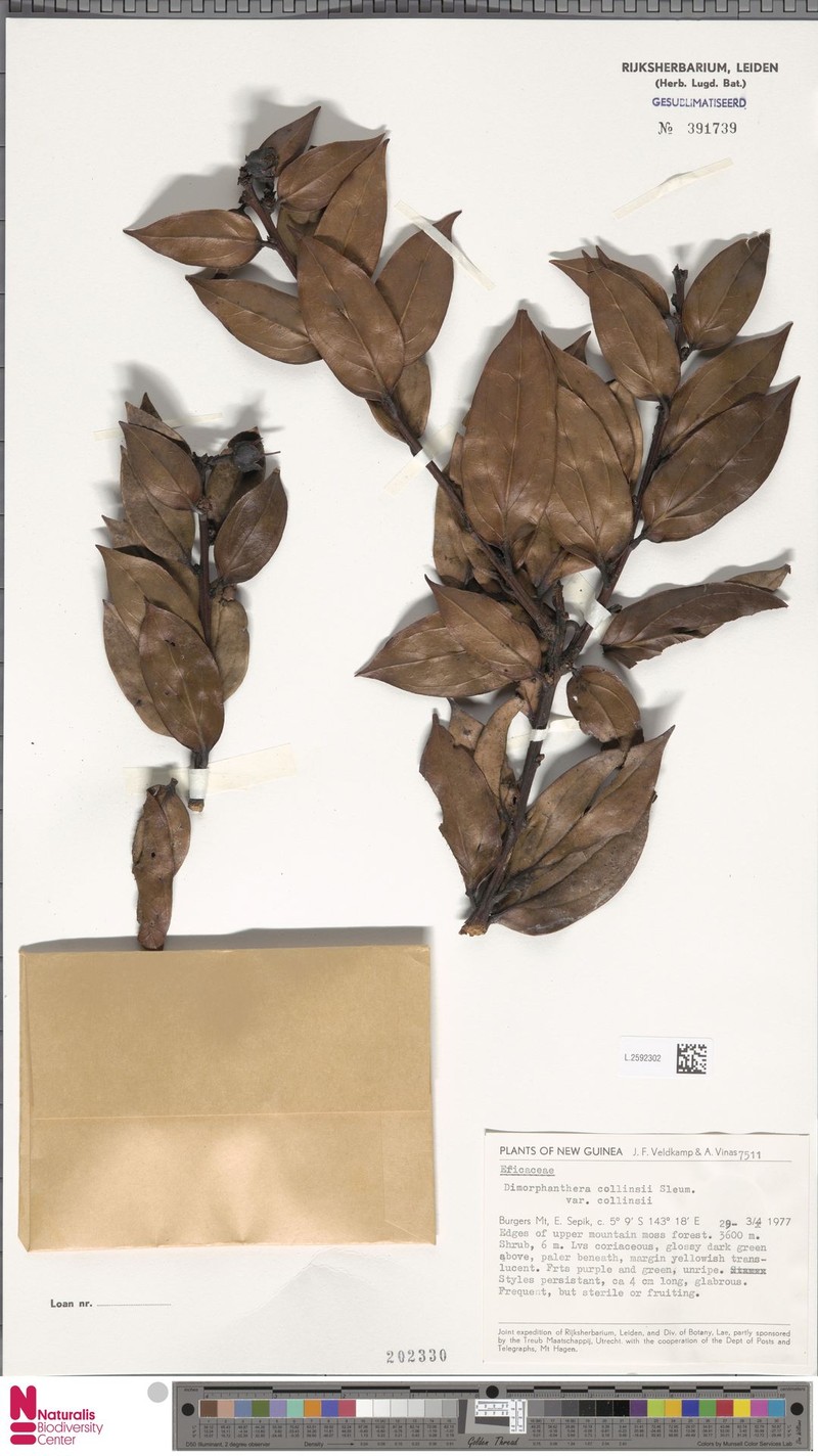 Dimorphanthera collinsii var. collinsii photo 3