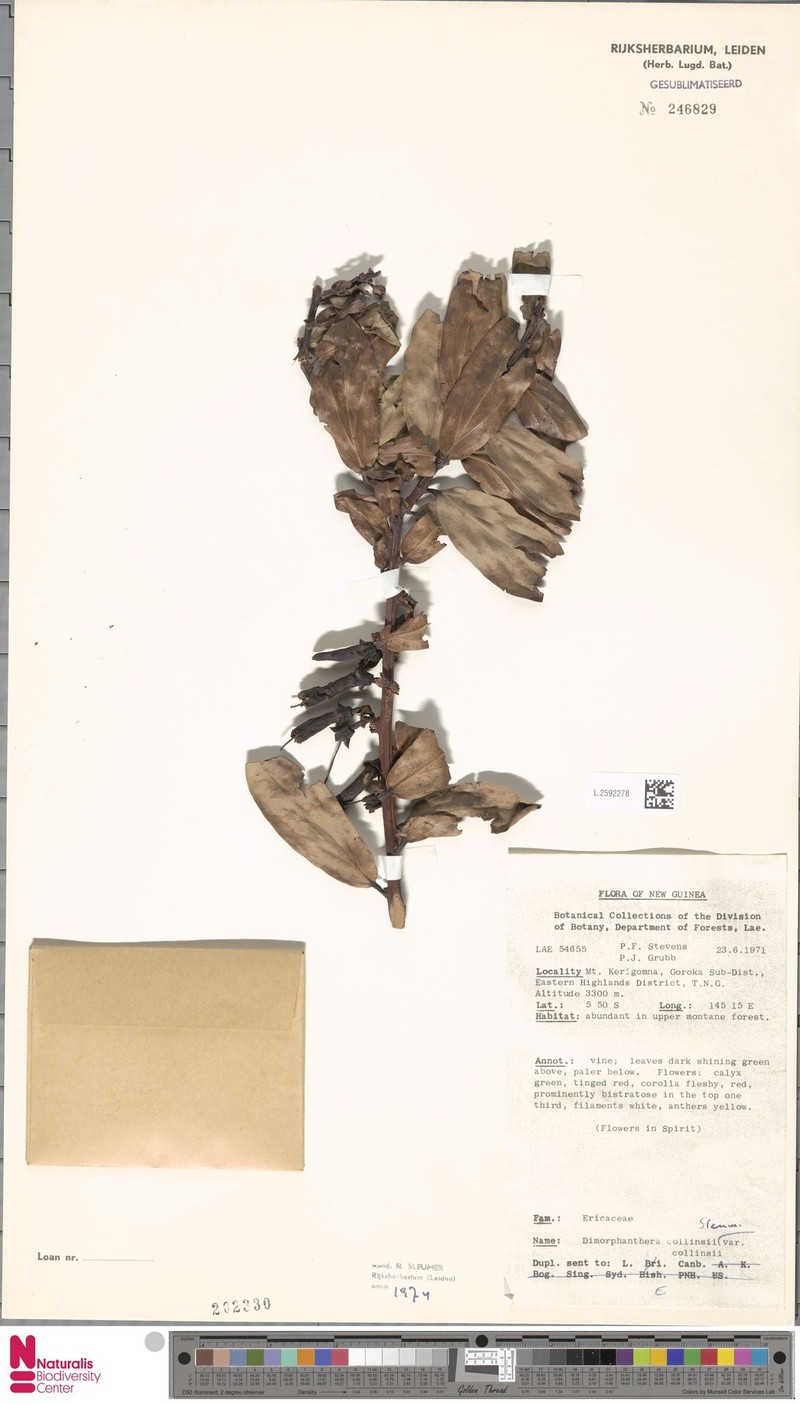 Dimorphanthera collinsii var. collinsii photo 4