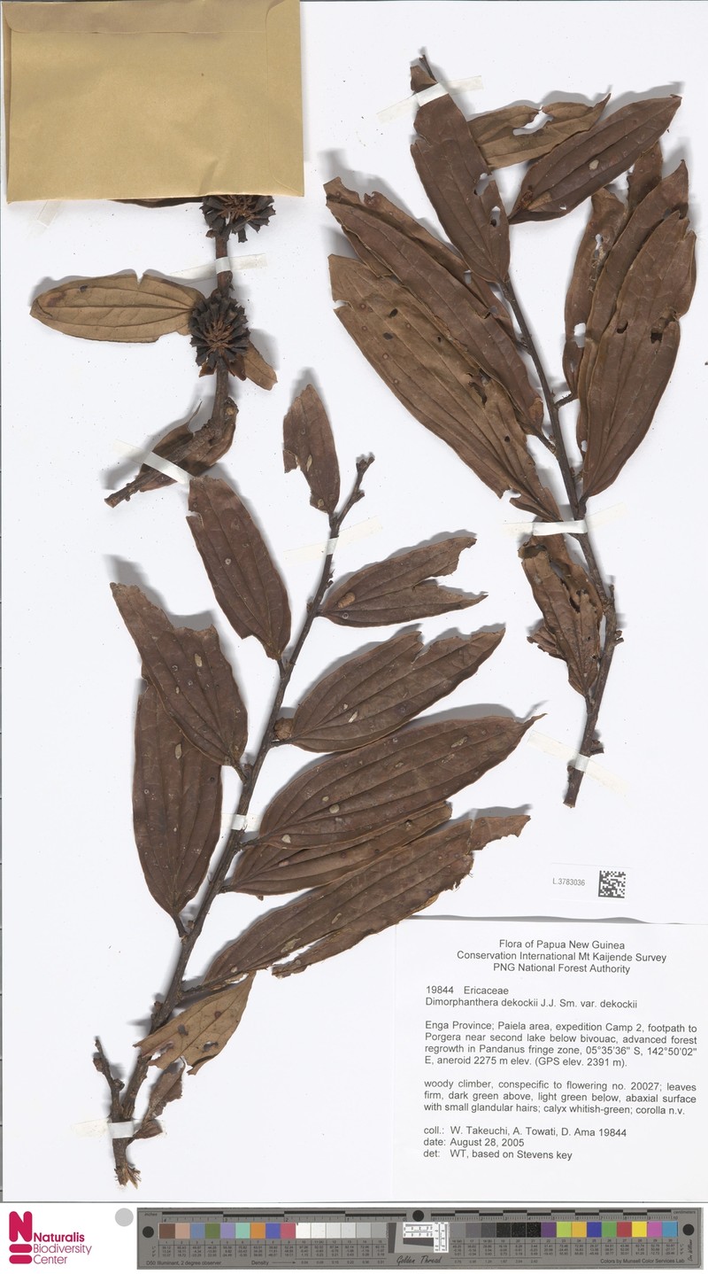 Dimorphanthera dekockii var. dekockii