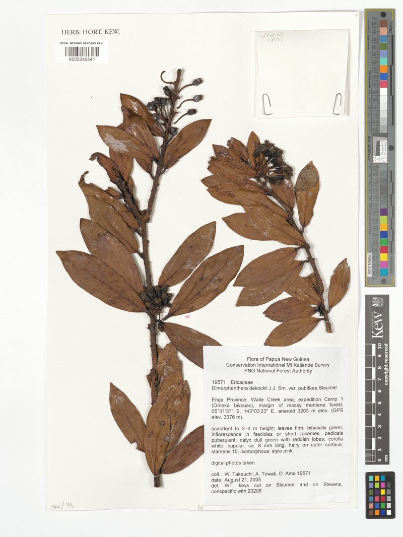 Dimorphanthera dekockii var. dekockii photo 2