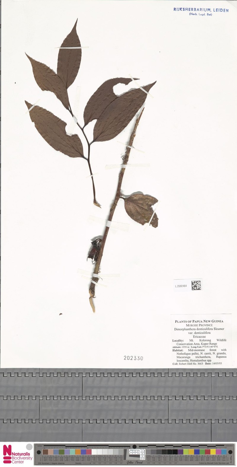 Dimorphanthera denticulifera var. denticulifera