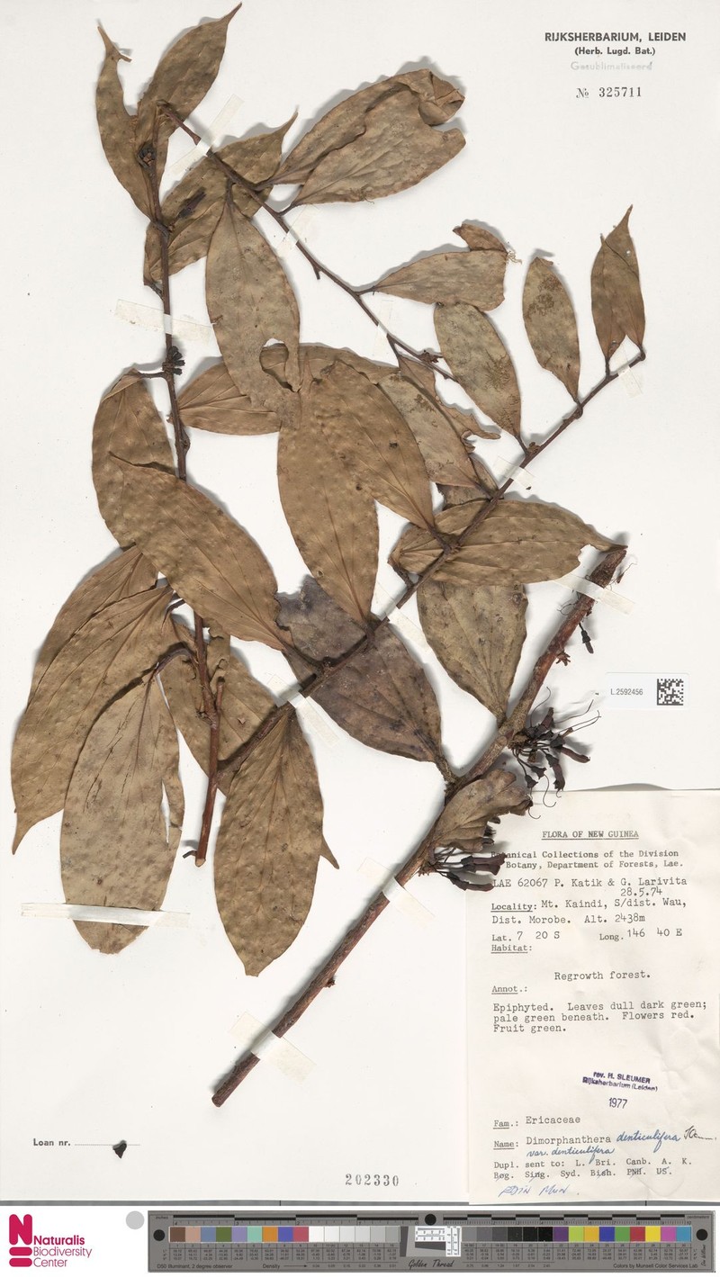 Dimorphanthera denticulifera var. denticulifera photo 2