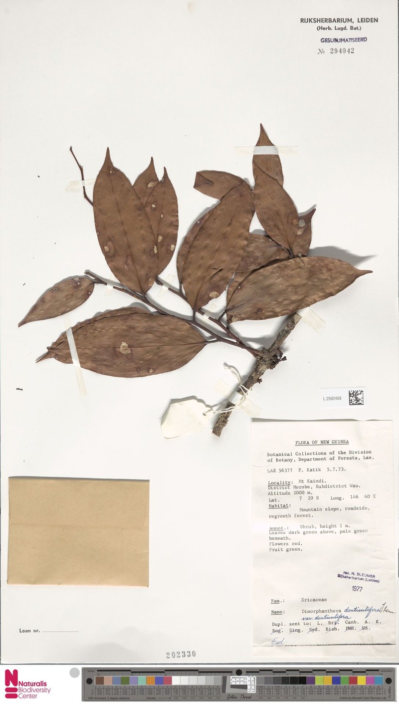 Dimorphanthera denticulifera var. denticulifera photo 3