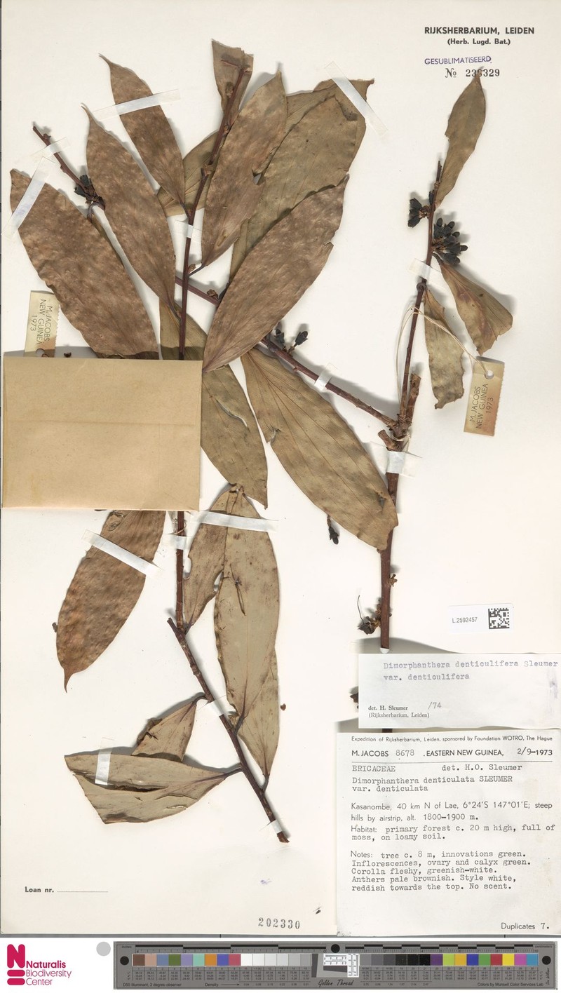 Dimorphanthera denticulifera var. denticulifera photo 4
