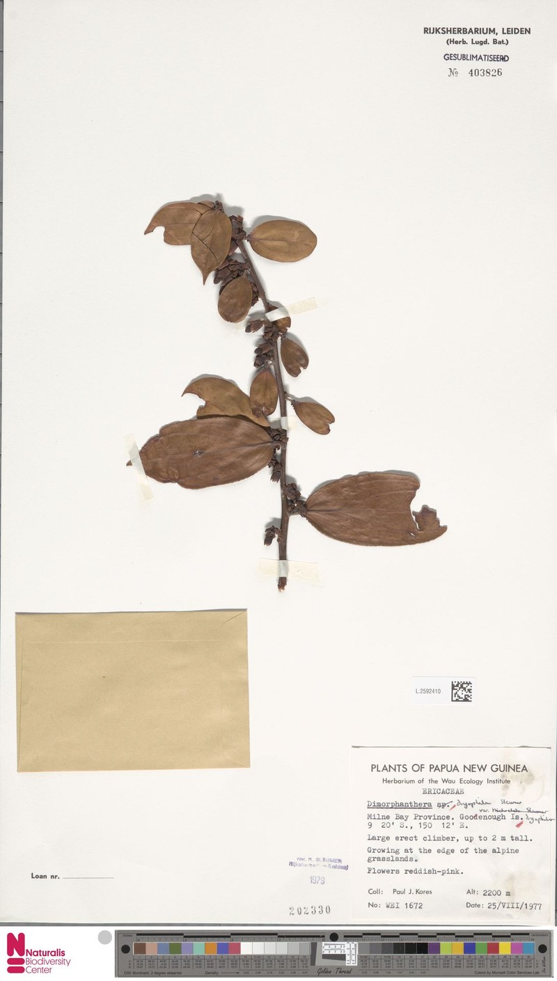 Dimorphanthera dryophila var. dryophila