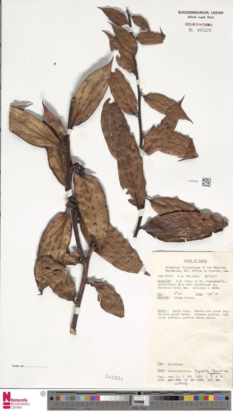 Dimorphanthera dryophila var. dryophila photo 2