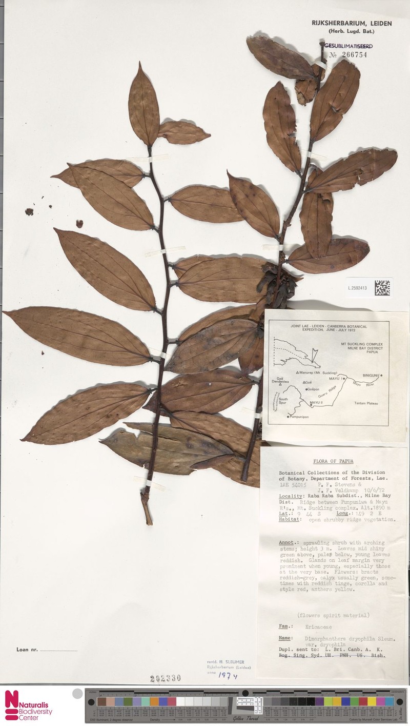 Dimorphanthera dryophila var. dryophila photo 3