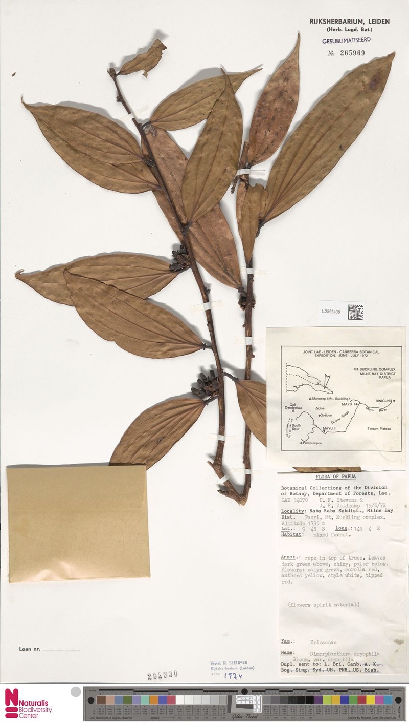Dimorphanthera dryophila var. dryophila photo 4