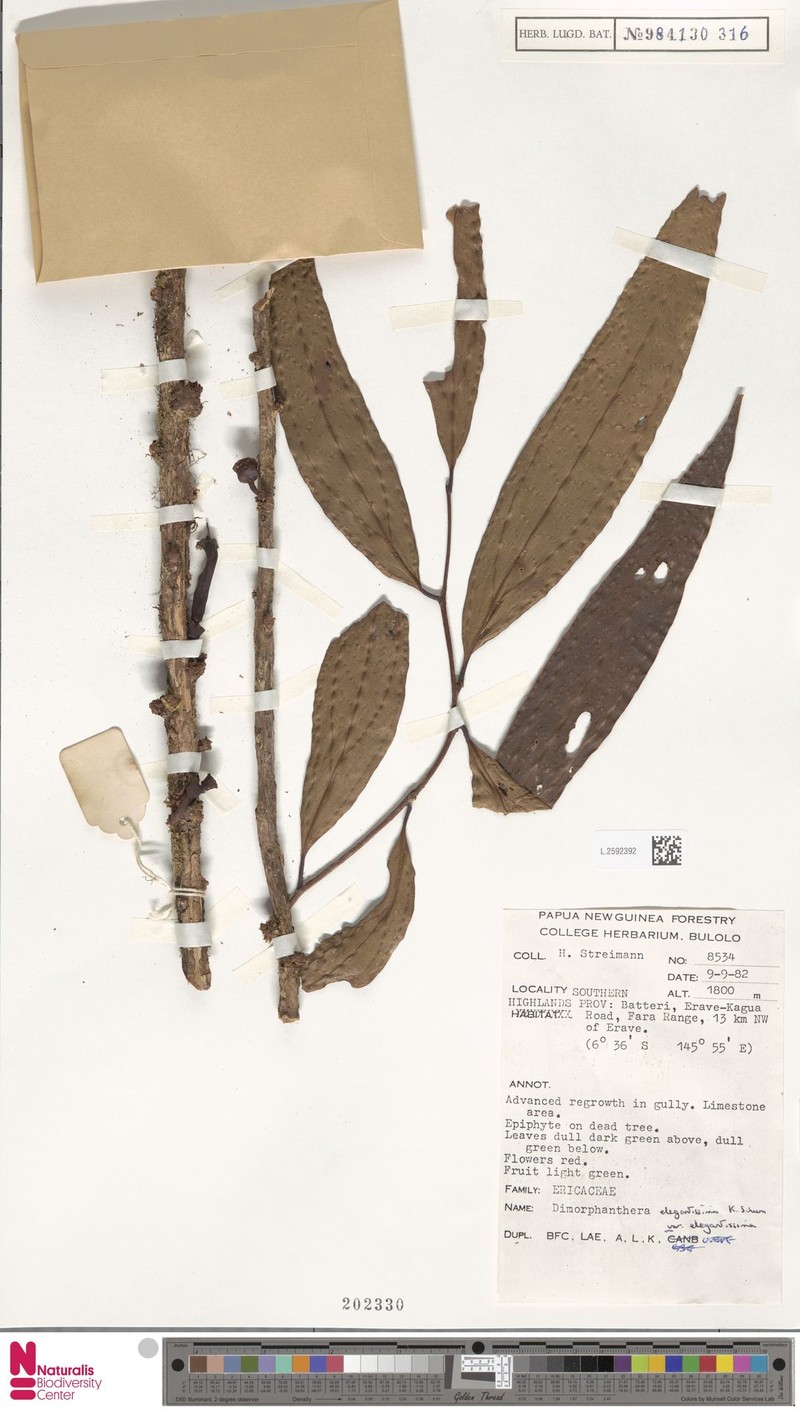 Dimorphanthera elegantissima var. elegantissima