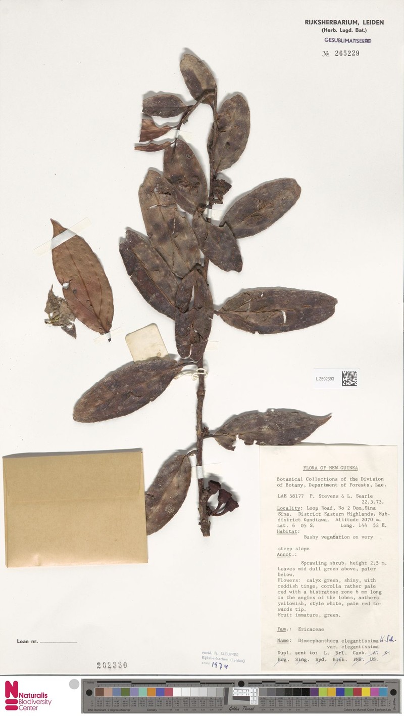 Dimorphanthera elegantissima var. elegantissima photo 2